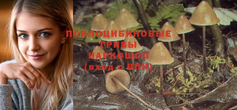 Псилоцибиновые грибы MAGIC MUSHROOMS  где купить наркотик  сайты даркнета официальный сайт  Канск 